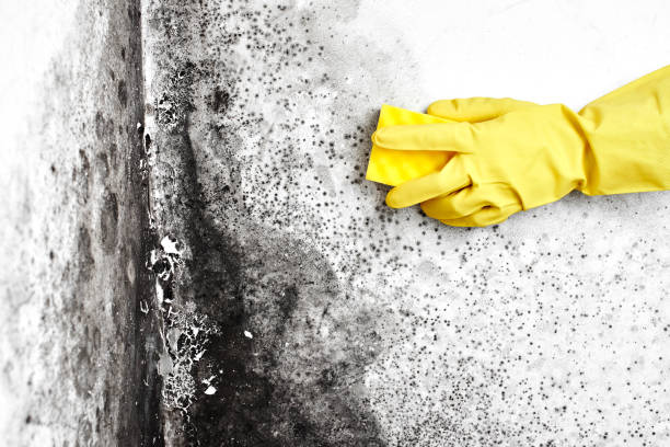 Best Toxic Mold Removal  in Rio Rico, AZ