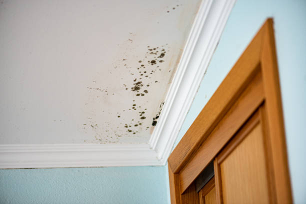 Best Office Mold Removal Services  in Rio Rico, AZ