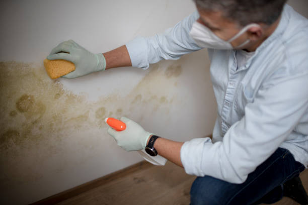 Best Mold Damage Repair  in Rio Rico, AZ