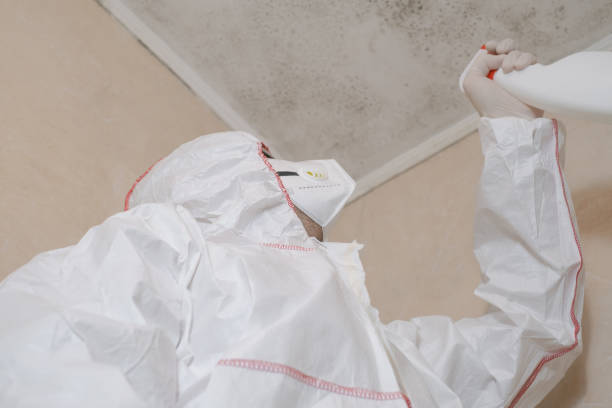 Best Office Mold Removal Services  in Rio Rico, AZ