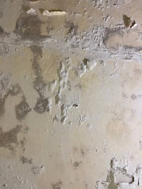 Best Mold Damage Repair  in Rio Rico, AZ