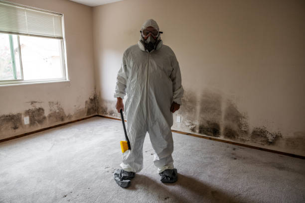 Best Office Mold Removal Services  in Rio Rico, AZ