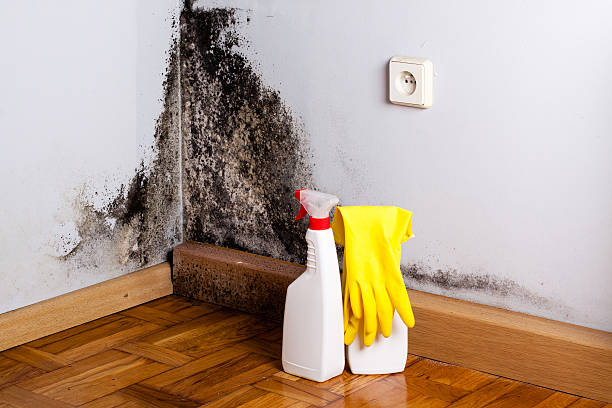 Best Residential Mold Removal  in Rio Rico, AZ