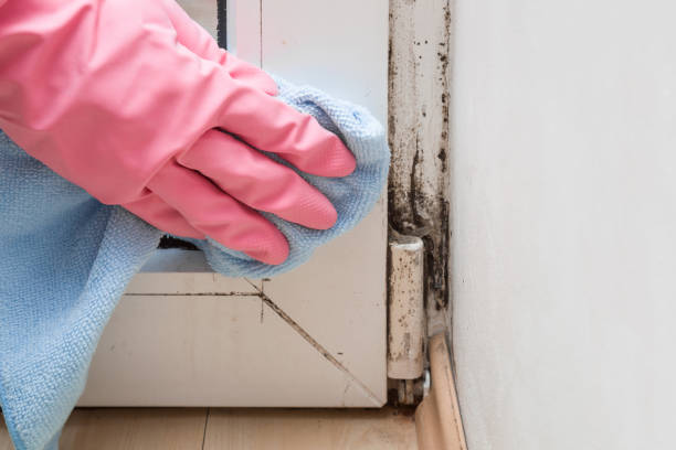 Best Certified Mold Removal  in Rio Rico, AZ