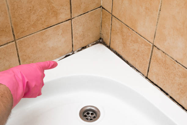 Office Mold Removal Services in Rio Rico, AZ